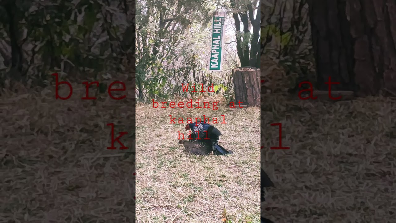 at KAAPHAL HILL we protect and preserve this innocent beutiful bird