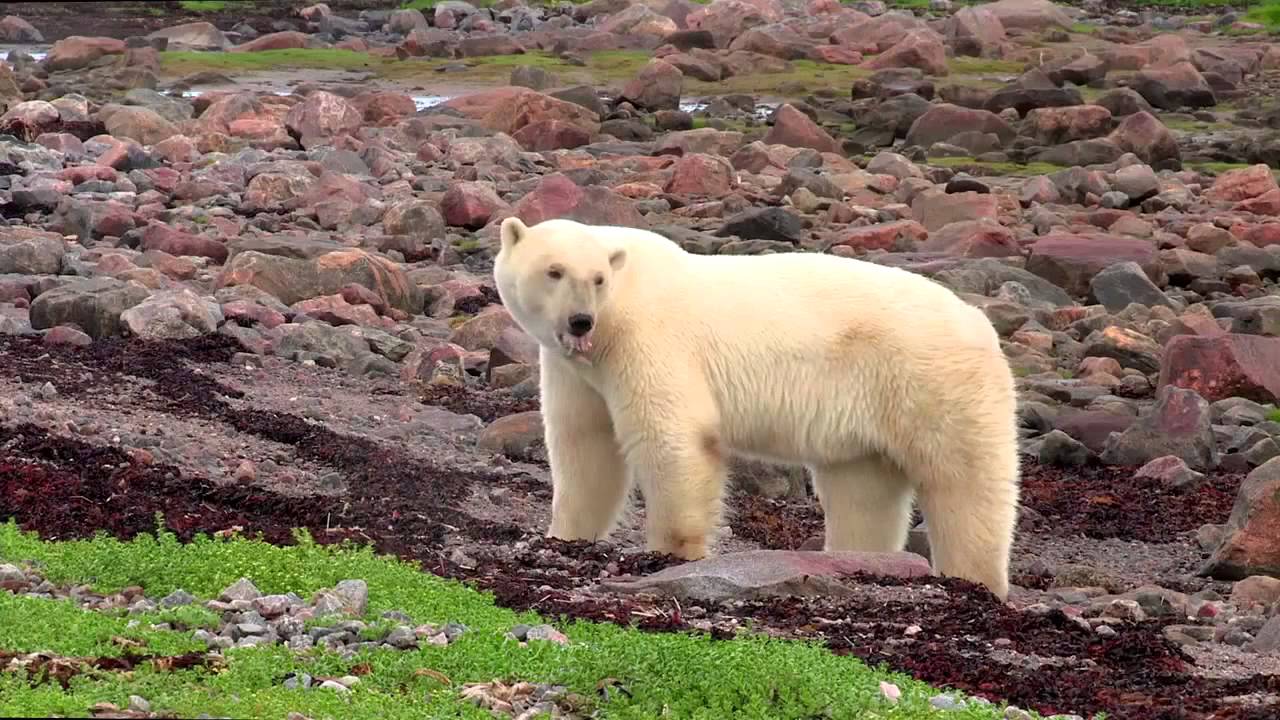 الفيلم الوثائقي Polar Bears: A Summer Odyssey كامل بجودة HD