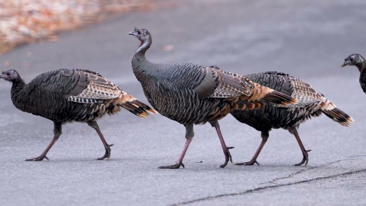 Stock Video - Turkeys crossing a road in the Utah wilderness