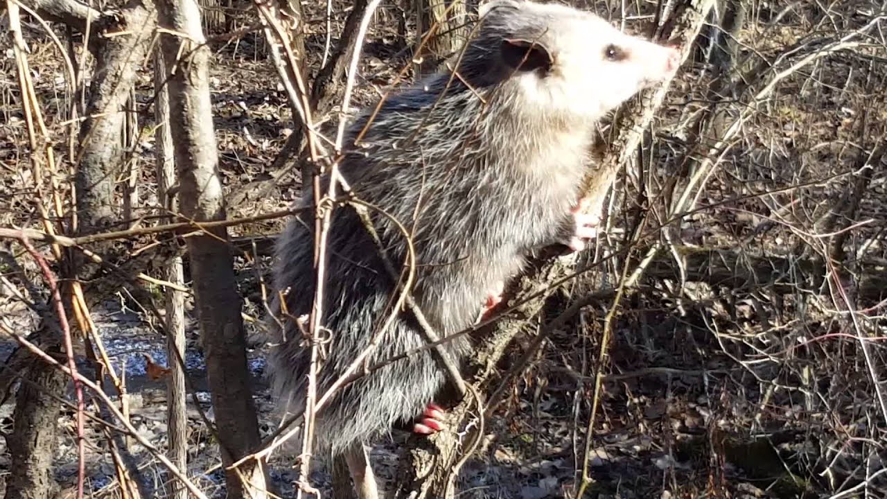 Opossum playing dead Kansas YouTube