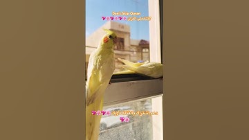 تلاوه عطره من الذكر الحكيم #اكسبلور # #cutebird #foryou