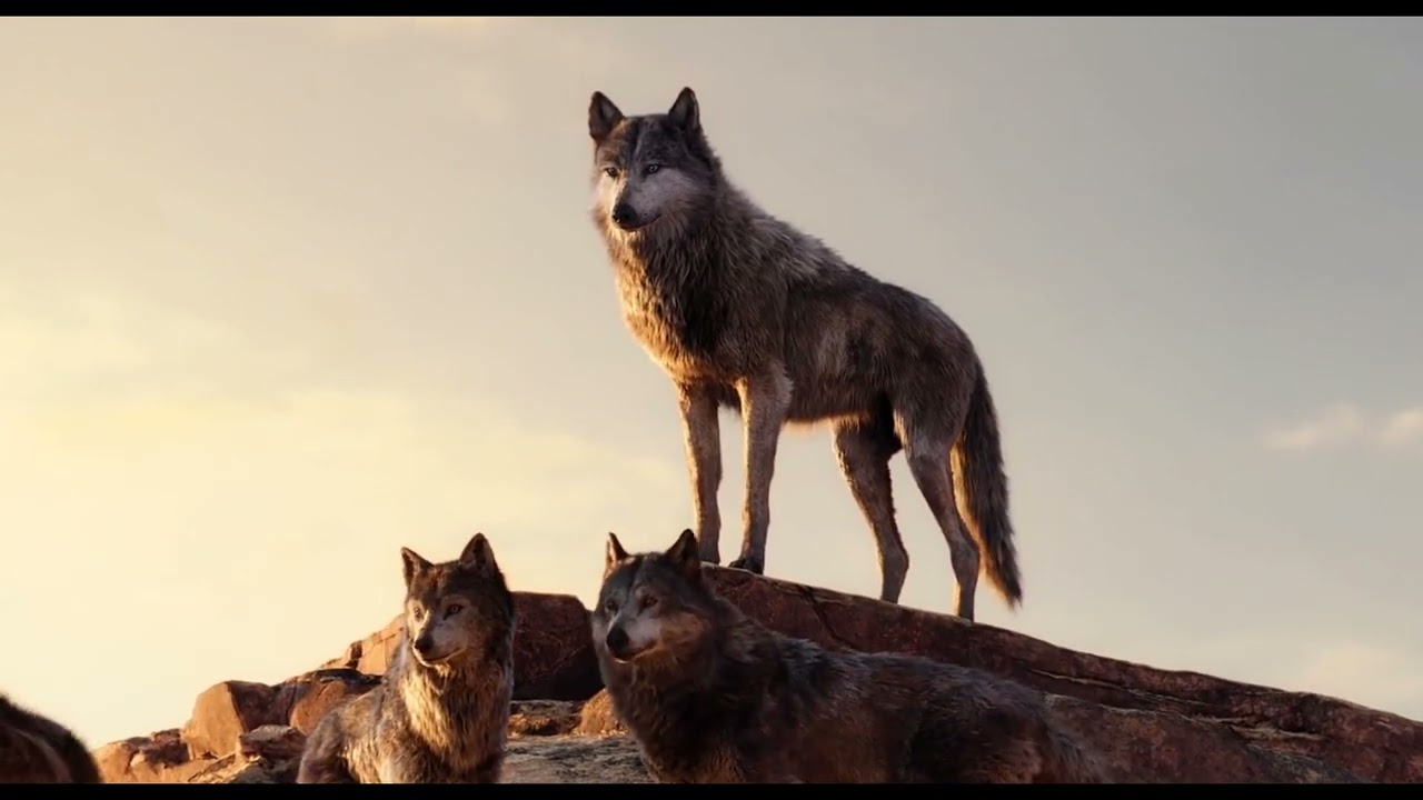 The Jungle Book | The Wolf Cub (1) — Transcript