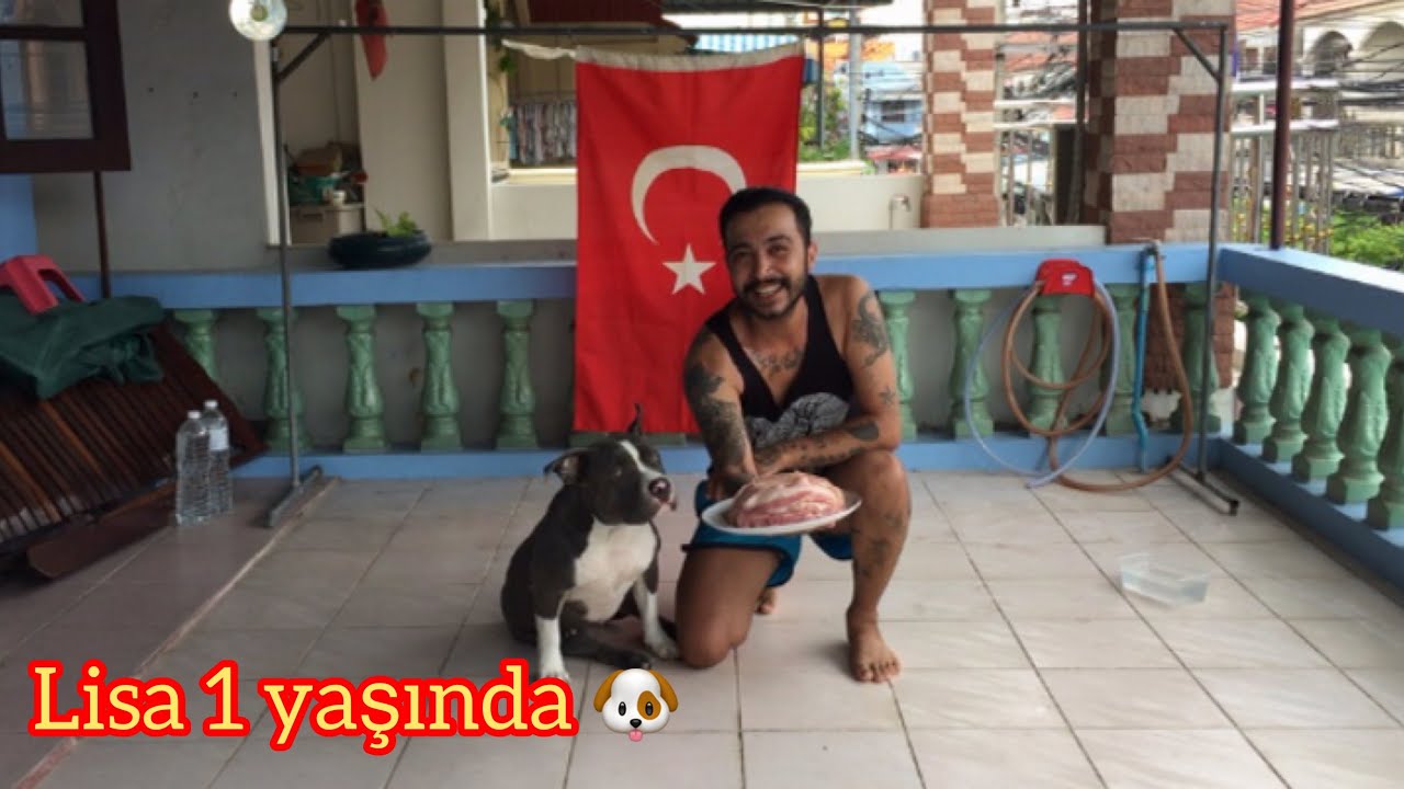 PİTBUL KÖPEĞİMİN DOĞUM GÜNÜ PARA ÖDÜLLÜ ÇEKİLİŞ VAR 💵 YouTube