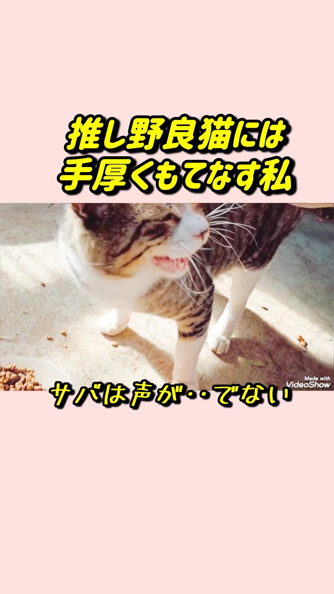 Saba, who can't meow, is my favorite #ShortsStrayCat - YouTube