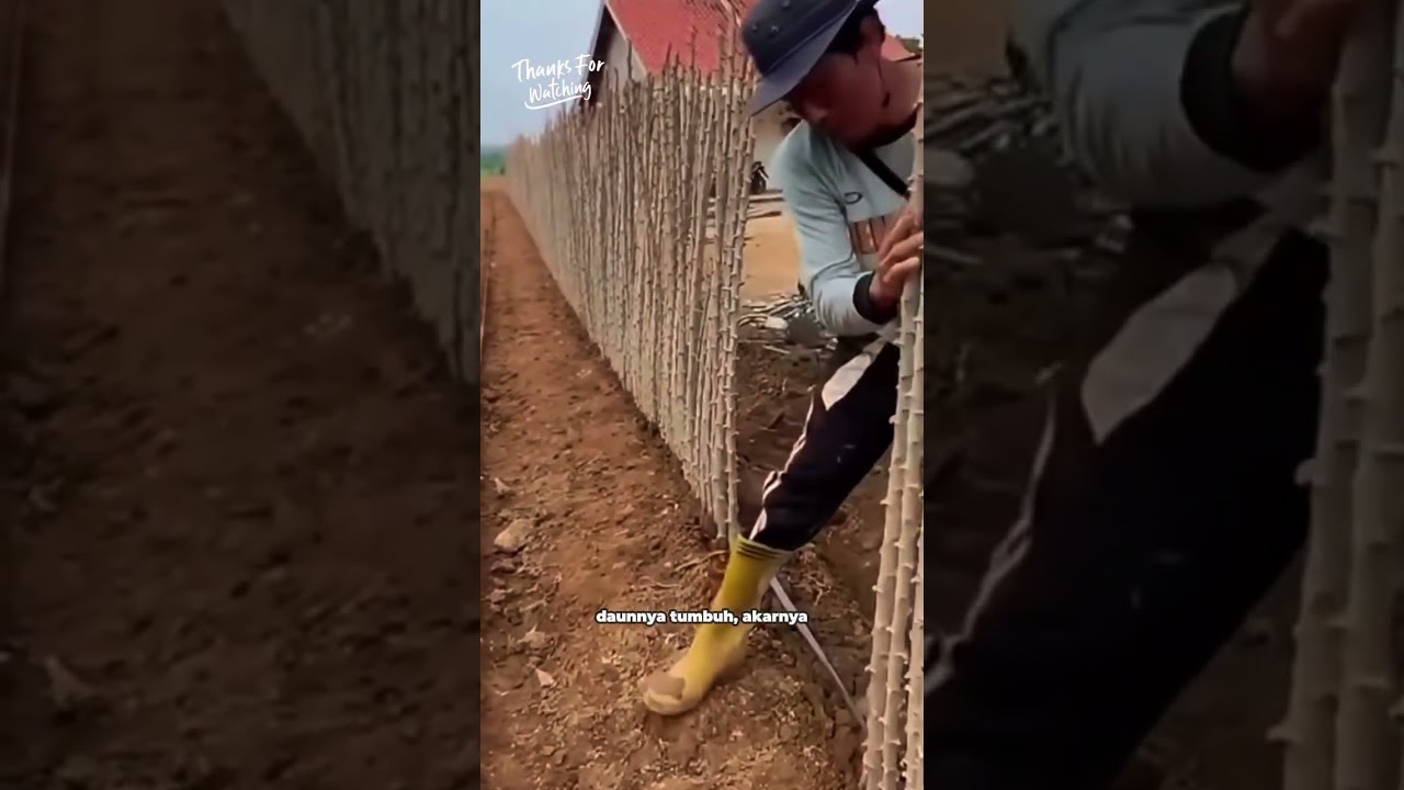 pagar dari batang singkong #edukasi #garden #fyp #shorts