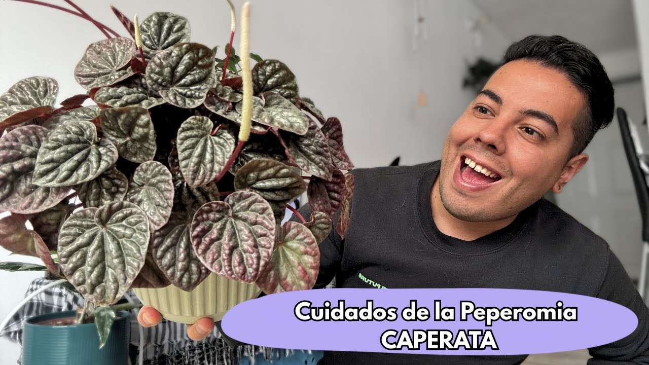 Cómo cuidar tu PEPEROMIA CAPERATA 🌱 | Guía fácil para principiantes