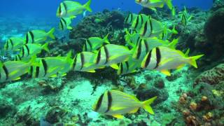 Porkfish Looking Nice...