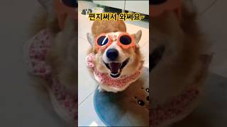 아빠에게 쓰는편지~ #전국노래자랑 #아빠에게쓰는편지 #송해 #웃긴영상 #상황극 #패러디 #챌린지 #립싱크 #편지 #웰시코기 #강아지 #반려견 ##corgi #pets #shorts