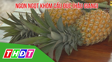 Ngon ngọt khóm Cầu Đúc (Hậu Giang) | THDT