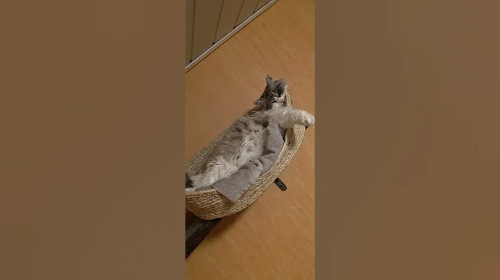 Watch the video about #Neva Masquerade #Sibirische Waldkatzen #cats #lustig #Katzen #cutepets #funny #cute #playing