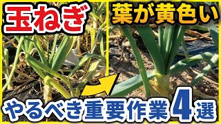 【玉ねぎ】葉が黄色いときの重要作業【4つ】