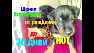Ягдтерьер Щенки НОТ с рождения до 30 дней Ягдтерьер Щенки НОТ с рождения до 30 дней