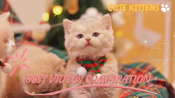Watch the video about Christmas with Cute😻Kittens | Best Videos Compilation