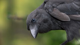 Saving the ʻAlalā (Hawaiian Crow) - Acoustics Study