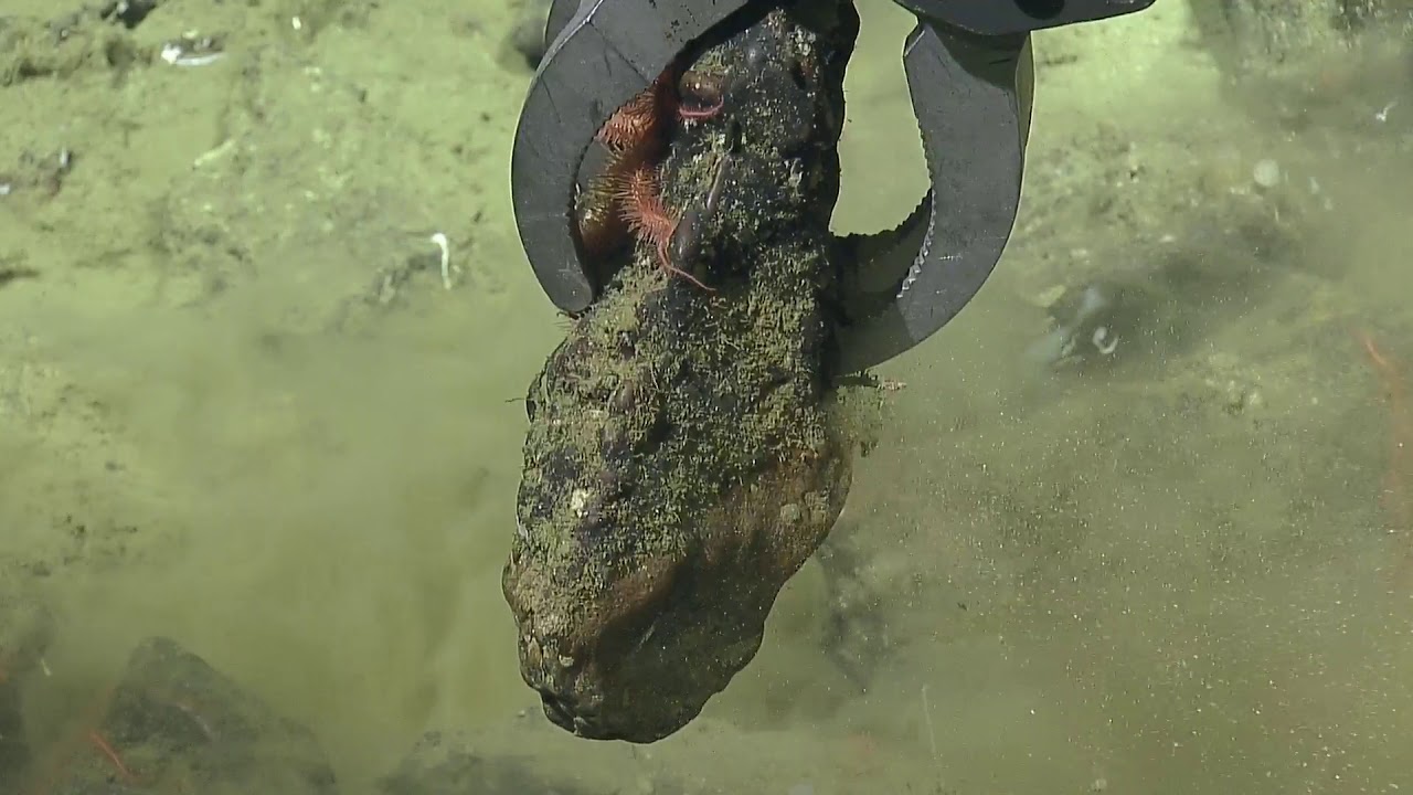 ROV Hercules Dive NA124 H1844 2020 11 02 22 58 51 409 UTC 5 W1