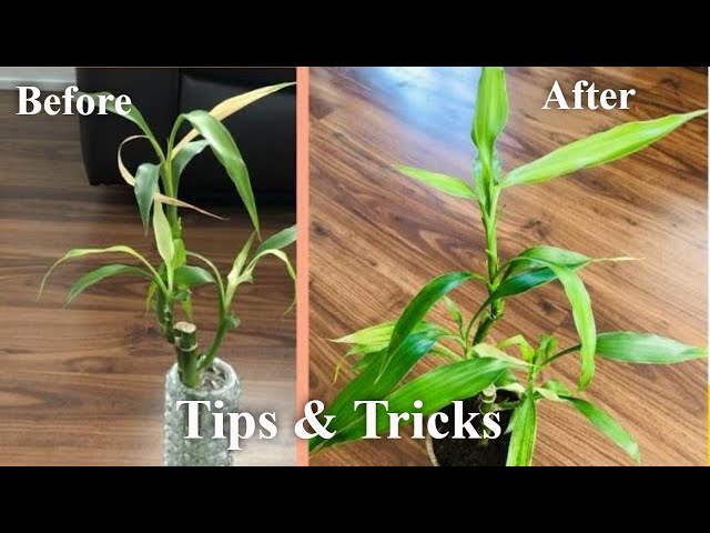 Saving Lucky Bamboo | Do's & Don'ts | Lucky Bamboo Plant Care | Tips &  Tricks | Bubbles of Green - YouTube