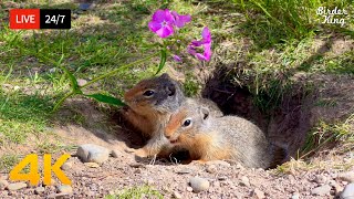 🔴 24\/7 LIVE: Cat TV for Cats to Watch 😺 Cute Birds Squirrels Eat Flowers 4K