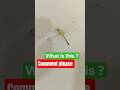 what is this? #funny #comedy #memes #viral #funny #youtube #tiktok #reel #reels #shorts #short