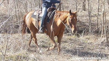 SDP Driving Ruby - trail down hills, through trees! - ValleyViewRanch.net