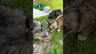 Sokak kedileri oyun ve besleme