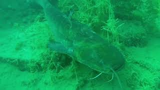 Senec - Sumec velký - silurus glanis (catfish) - Slovensko