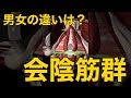 【骨盤底筋3 会陰筋群】男女の違いは?