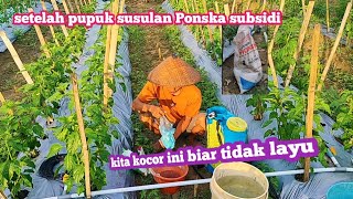 Chili care in the rainy season rocket chili without basic fertilizer