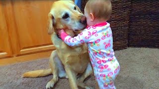 Cutest Dogs and Babies are Best Frients - Try Not To Laugh BabiezTV Funny