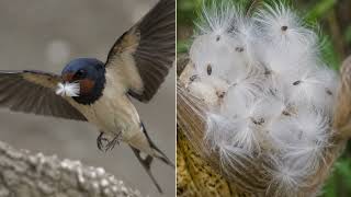 Swallow Family Diary ​  Episode 5 ​ The Mystery of the White Puff screenshot 3