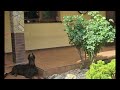 Pidbull pigeons  P Horvath 01