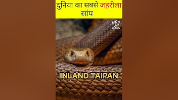 दुनिया का सबसे जहरीला सांप 🐍इसके काटने से होती है 250000 की मौत 😱 #facts #shorts #trending