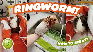 MY HERD HAS RINGWORM!? 😅 | HOW TO TREAT RINGWORM FOR GUINEA PIGS