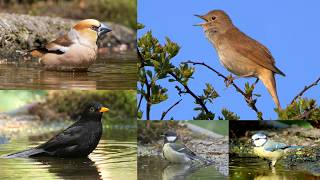 Bathing Birds with Beautiful Nightingale Song - 1 Hour Relaxing Nature Sounds