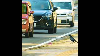 Nothing can defeat this clever crow.#pets #cute #shorts #funny #fyp