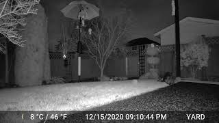 Backyard Trail Cam - Kitty