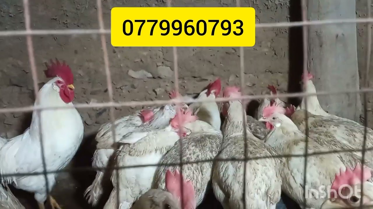 Жумуртканы жакшы берген Леггорн породасындагы тооктор тууралуу маалымат.