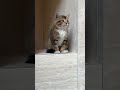 Natural travertine cabinets3 - the cat is very satisfied. #furniture #interiordesign#cabinet