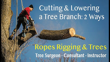 Cutting and Lowering a Tree Branch #15