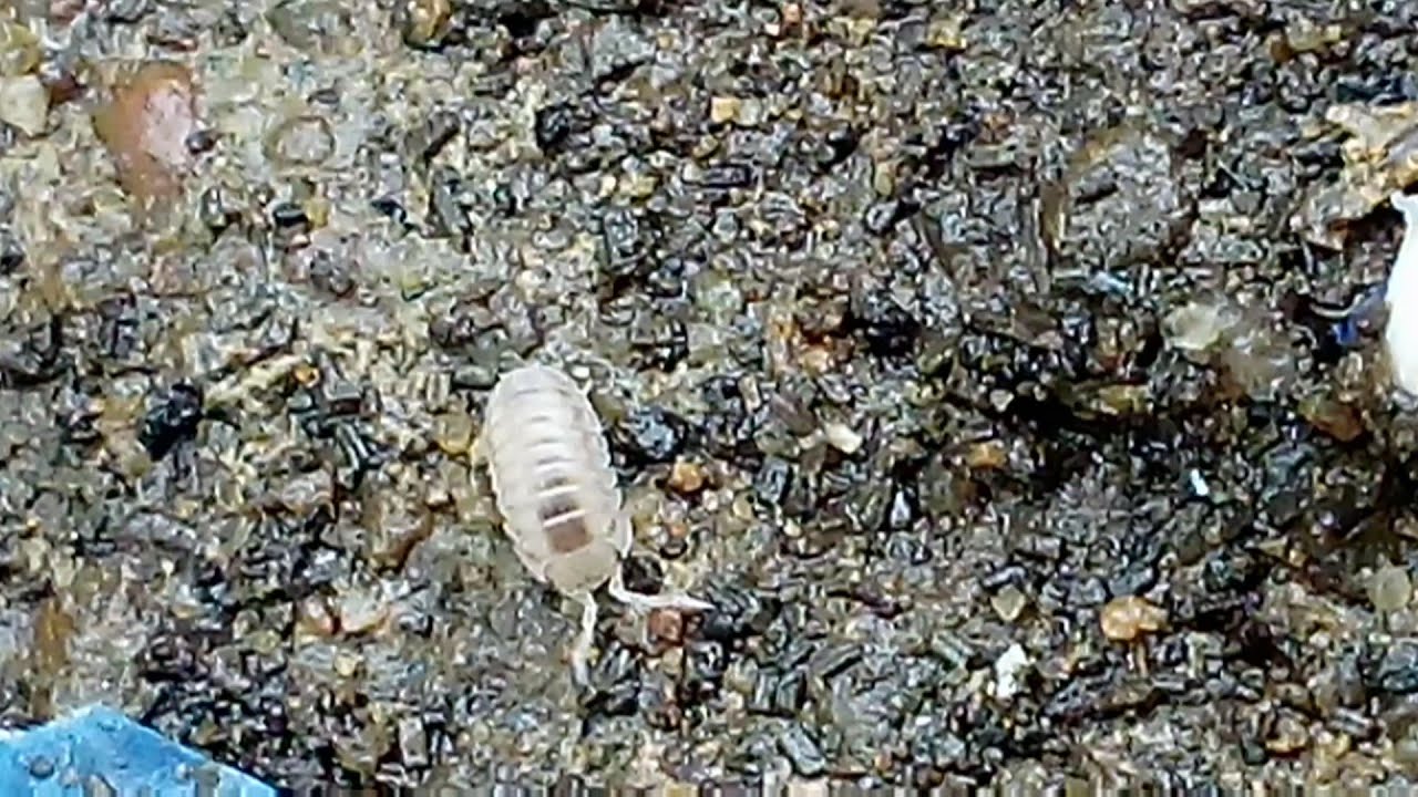 Sow bug searching Isopoda