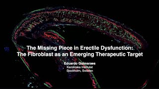 The Missing Piece in Erectile Dysfunction: The Fibroblast as an Emerging Therapeutic Target