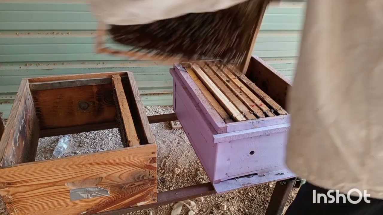 اهم الشروط الواجب توفرها لرفع العاسله لخلايا النحل موسم ٢٠٢٤م وطريقة رفع العاسله بالشكل الصحيح