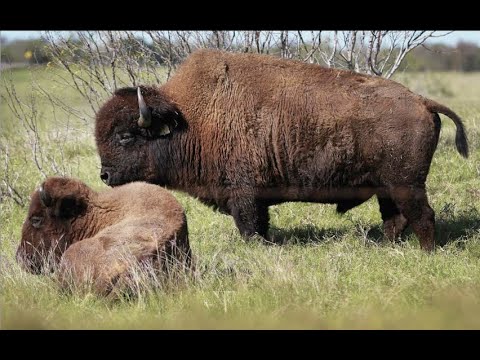 Joke Of The Day: What Did The Buffalo Say When He Dropped His Son Off At School?