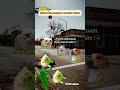 POV : Quand l’apocalypse zombie éclate #humour #drole #catmemes