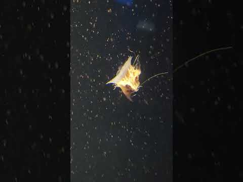     موسيقى قصة حب عمر خورشيد