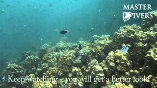Pink Tailed Trigger Fish