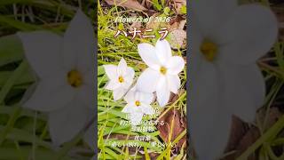 Flowers of 2026 ハナニラ つんつんTea room