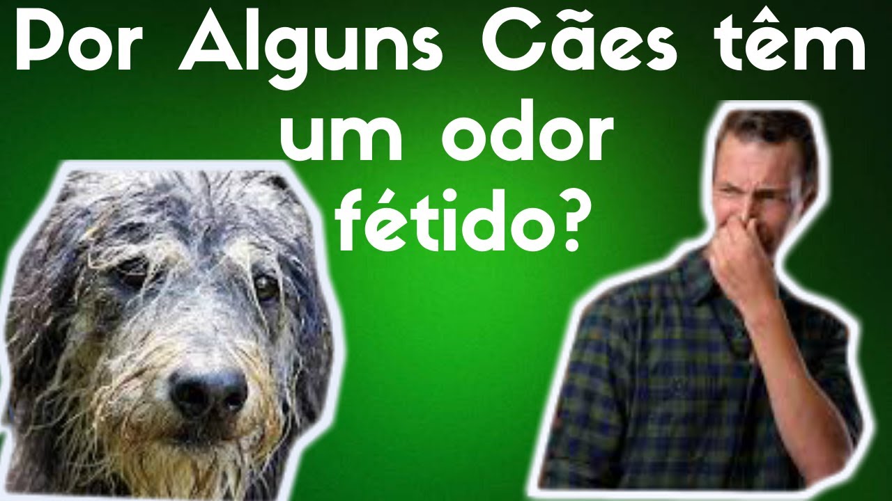 O que causa o odor fétido de certos Cachorros? - YouTube