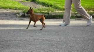 MVI_1268.AVI