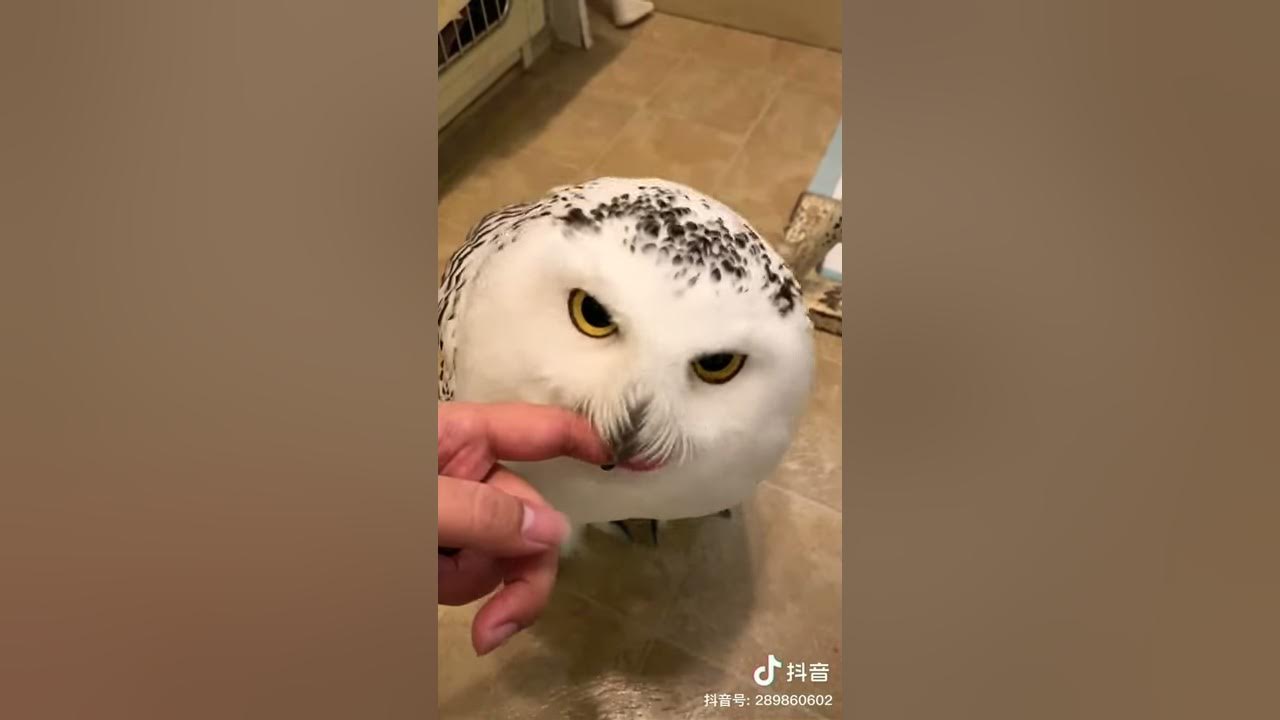 Like, cute snow-white owl, cool | Duoyin (Tik Tok) chinese - YouTube