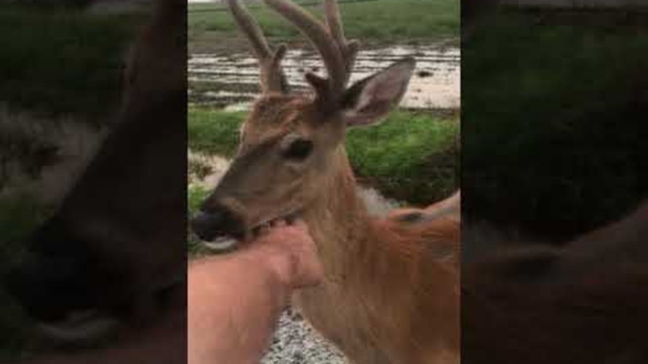 Deer with Dog Approaches Man ViralHog YouTube